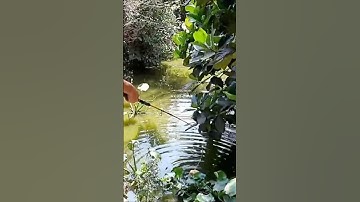 CÁI KẾT ĐAU LÒNG! Dù là loài vật tình yêu của ba mẹ dành cho đàn con vô hạn.... nghe mà thương!