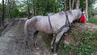 Робочий кінь 🐎 можливий продаж💵095 593 7401