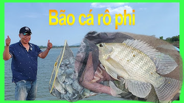 Hồ Gia Măng || Câu cá rô phi con giải trí cuối tuần #caucavip
