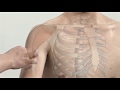 徒手筋力検査法（MMT)    肩関節屈曲（前方挙上）