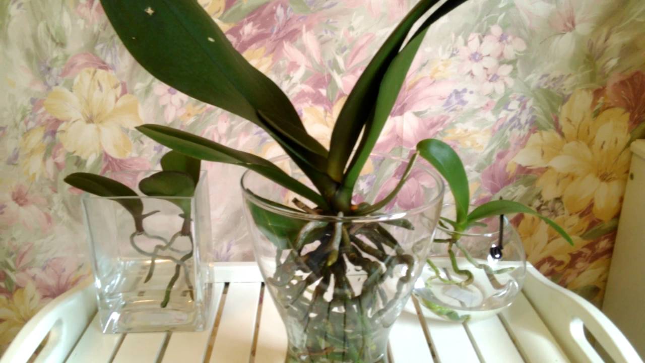 Сколько держать в воде орхидею. Орхидея фаленопсис без грунта. Открытая система для орхидей фаленопсис. Орхидея фаленопсис в воде. Орхидея в вазе.