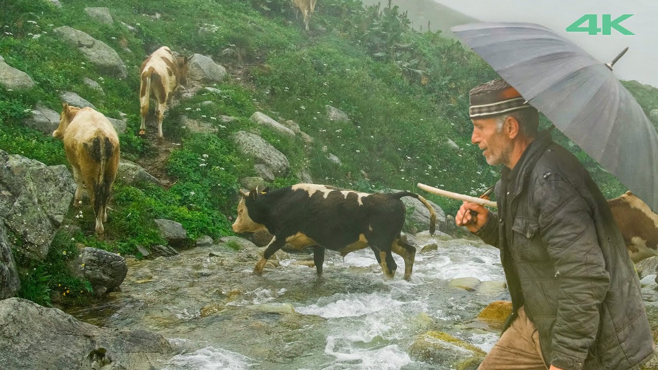 Два иммигранта на плато Марбудам - ​​выпас коров | Документальный фильм ▫️4K▫️