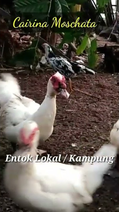 Entok Goyang Ekor #short