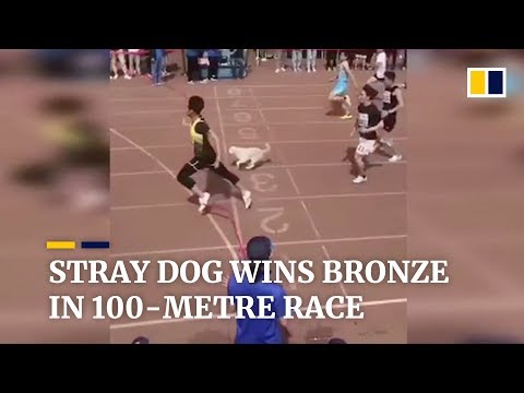 Stray dog ‘Little White’ joins 100-metre race, and wins the bronze