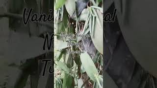 Download Lagu vanila tinggal nunggu tua MP3