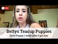 Bettys Teacup Puppies Reviews "Dead Puppy, 1 week after I got him"