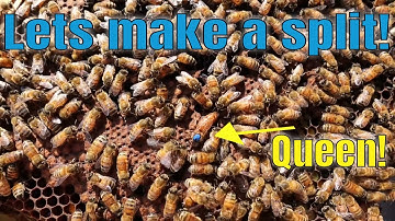 🔵Late Summer Splits