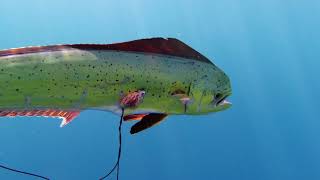 Bluewater Spearfishing In Bali Lovina Beach Catching Mahi Mahi Ep 2