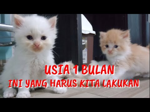 Video: Seperti Apa Anak Kucing Per Bulan