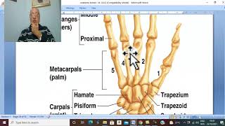 Musculo-skeletal Module I in Arabic 7 ( Bones of Hand ) , by Dr. Wahdan