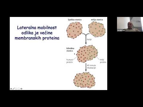 Prof Gordan Lauc: Stanična membrana, izvanstanični matriks i međustanične interakcije