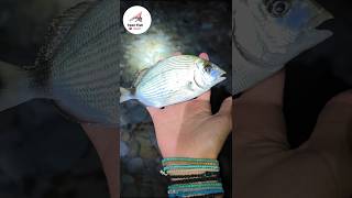 Προσέχουμε για να έχουμε🐟 #fishing #fish #ψάρεμα #catchandrelease