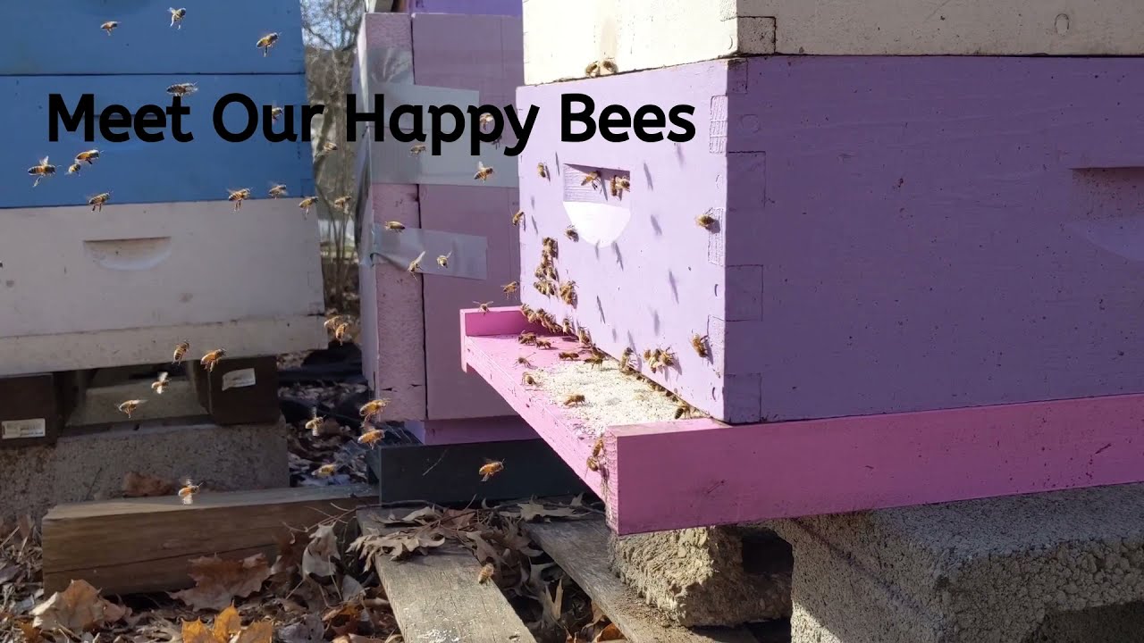 Did you see our happy bees?