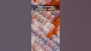 😱 Крылья бабочек под микроскопом #shorts #наука