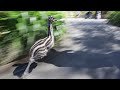 This Baby Emu has some serious speed