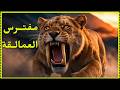  النمر السيفي الذي أرعب عمالقة العصر الجليدي لماذا انقرض في عز قوته