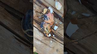 What Happened To These Baby Chicks babychicks