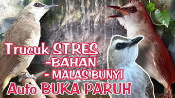 TERAPI TRUCUKAN BIAR CEPAT GACOR dengan SUARA AIR - MASTERAN TRUCUKAN STRES & MALAS BUNYI agar GACOR