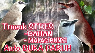 TERAPI TRUCUKAN BIAR CEPAT GACOR dengan SUARA AIR - MASTERAN TRUCUKAN STRES \u0026 MALAS BUNYI agar GACOR