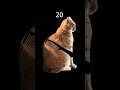 Brush orange cat