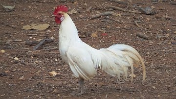 Qaib dib dawb qua zoo heev ไก่ต่อสีขาวหนุ่มเสียงขันดีมาก 1 มิถุนายน 2020