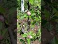 #Apple #pink flowers #shortsfeed