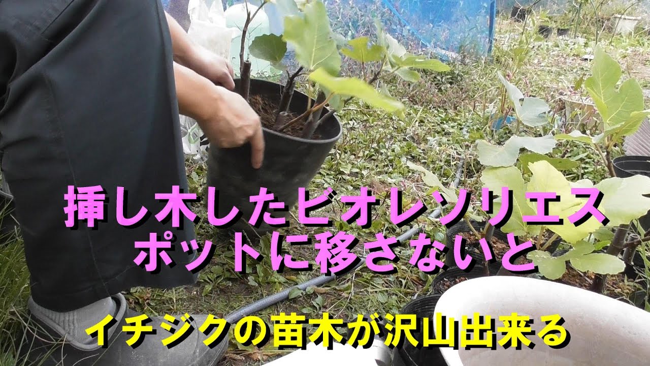 錦鯉稚魚が次々に死んでいく ヤフーショッピングやヤフオクで購入の稚魚 共食い 水質 酸欠 水温 病気 Youtube 錦鯉稚魚が次々に死んでいく ヤフーショッピングやヤフオクで購入の稚魚 共食い 水質 酸欠 水温 病気 Youtube