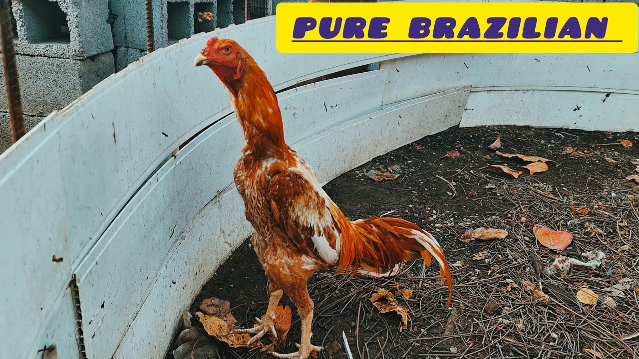Authentic Brazilian monster cock pure blood beast خروس فول برزیلی خون خالص 