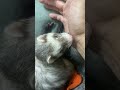 親子時間 Quality time #ferret #animals #pets #cute #funny #lovely #love #寵物 #日常 #日常vlog #adorable #可愛
