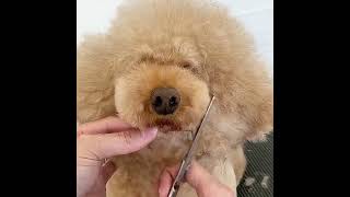 Easy Muzzle Cut for Toy Poodles! Mastering the Art of Grooming✂