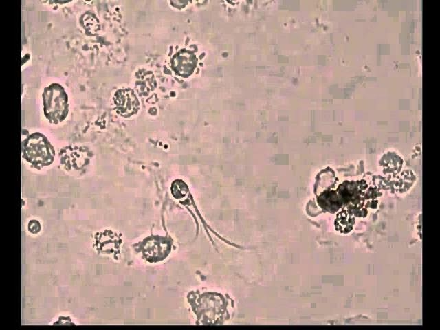 Shaxsiy yalangoch fotosurat Nevara bobosini sikadi (porno tomosha)