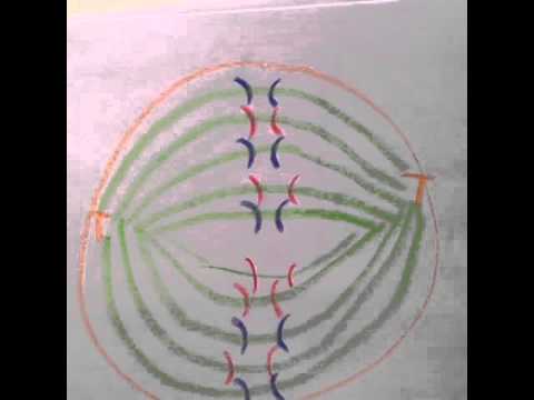 mitosis animation flip book mitosis animation flip book
