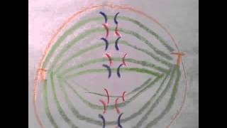 Mitosis Flip Book