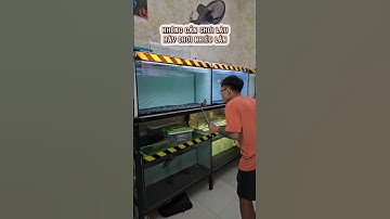 Làm sao để cá lóc kiểng trở nên sung hơn chịu kè tay, kè kiếng, táp tay | Cá cảnh An An #cacanhanan