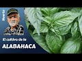 ALBAHACA: como sembrar, plantar y utilizar la albahaca.