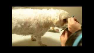 Matted Bichon Grooming- When Shave Downs Become Necessary