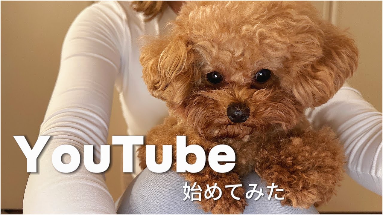 初投稿】TikTokerトイプードルの日常を公開 - YouTube