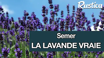 Quand Faut-il semer la lavande ?