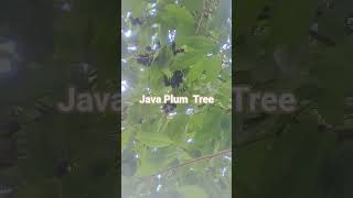 Java Plum Tree