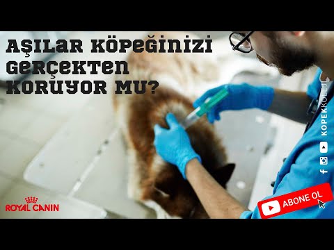 Video: Köpeğimin Gerçekten Aşı Olması Gerekiyor mu?