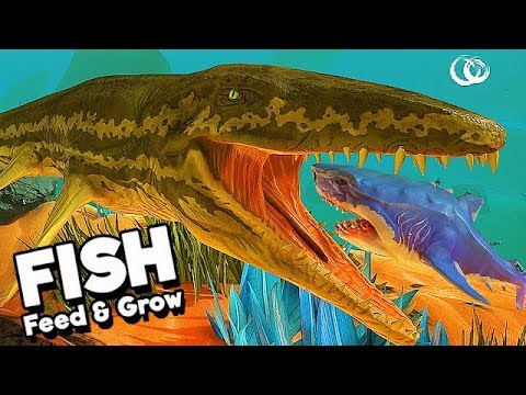 prognathodon feed and grow fish