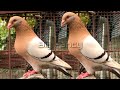 Best and biggest fancy pigeon breed in the world collection