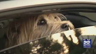 Know the law: It's illegal to leave dogs in cars during extreme temperatures