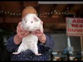 Guinea Pig Pick Up and Holding Techniques Demonstrated