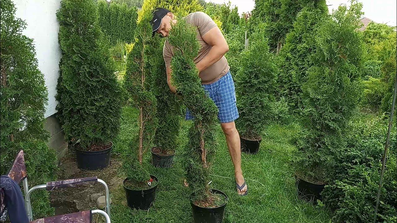 Топиарная стрижка туи смарагд. Зеленая мастерская стрижка хвойников. Стрижка туи спиралью. Видео стрижки туй. Туя смарагд ниваки.