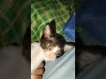 I have #cat