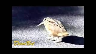 Burung puyuh joget