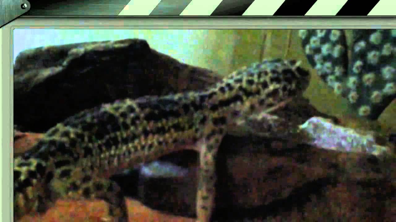 Naruto, my male leo eating crickets - YouTube