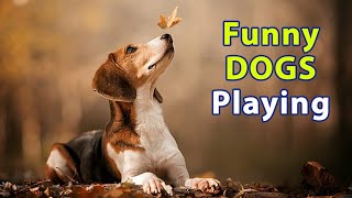 Baby Dogs-Cute and Funny Dog Videos Compilation #3| Aww Animals| Funny Moments|