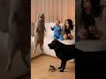 Dog Sneaks Frog Next to Sleeping Cat… Instant Chaos! 😱😂 (Baby Cries, Mom Screams)